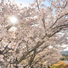 桜満開