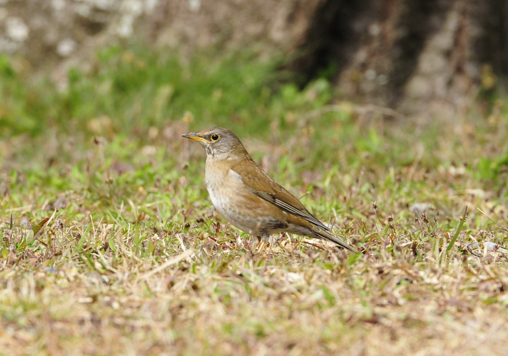 野鳥