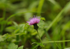 野アザミの花