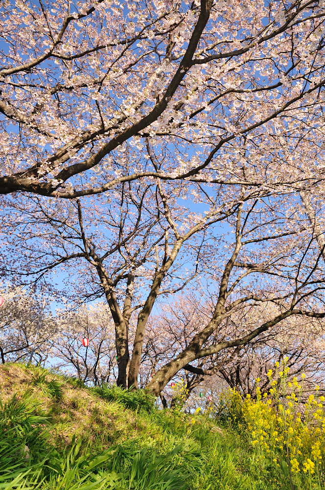 季節の花と