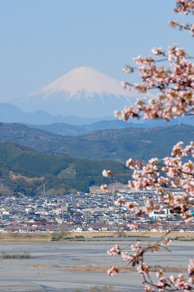 富士山と桜