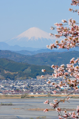 富士山と桜