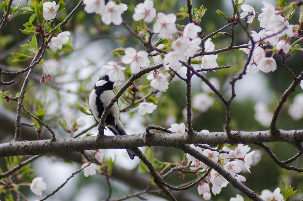 本荘公園さくら③