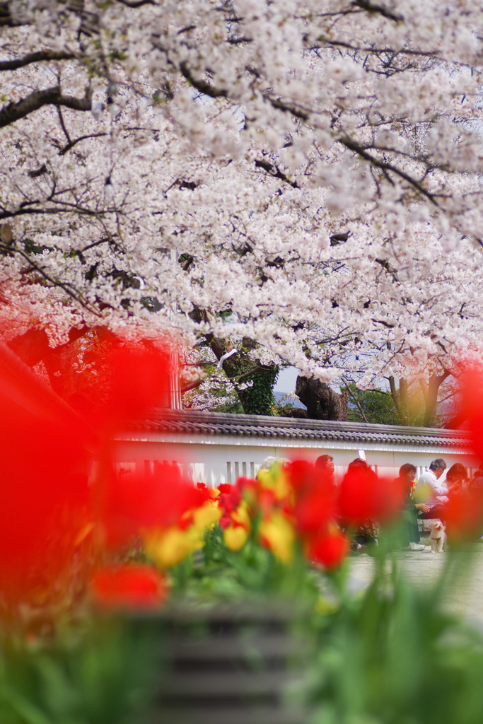 本荘公園さくら①