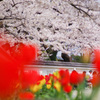 本荘公園さくら①