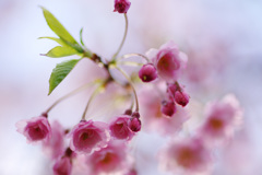 高清水公園　桜②