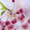 高清水公園　桜②
