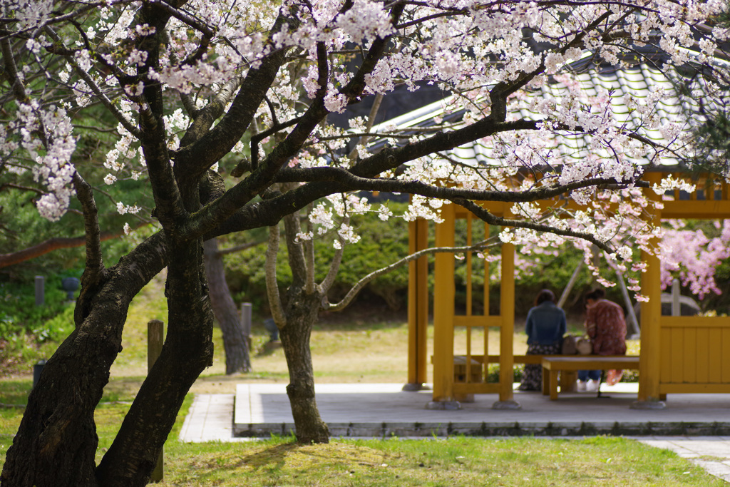 本荘公園さくら②