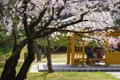 本荘公園さくら②