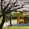 本荘公園さくら②
