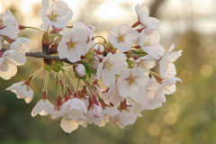 高清水公園　桜①