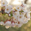 高清水公園　桜①