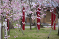 本荘公園さくら⑤