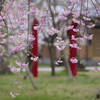 本荘公園さくら⑤