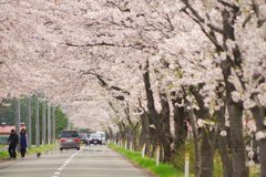 桜並木　