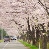 桜並木　