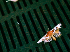 散るも華よ