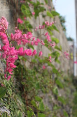 沖縄　花