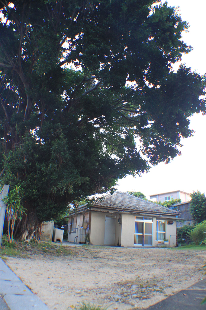 この～木なんの木