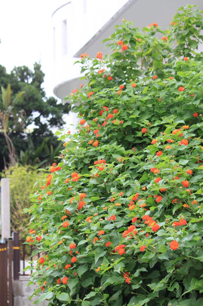 沖縄の花