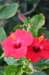 沖縄　花花