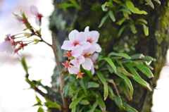 古木桜