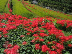 彼岸花