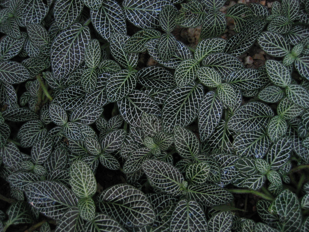 Ｌeaf
