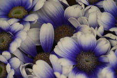 青と白の花