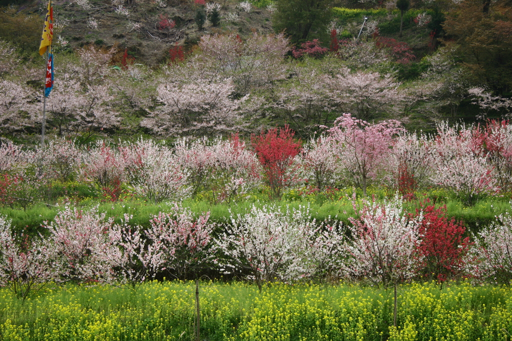 花園