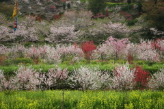 花園