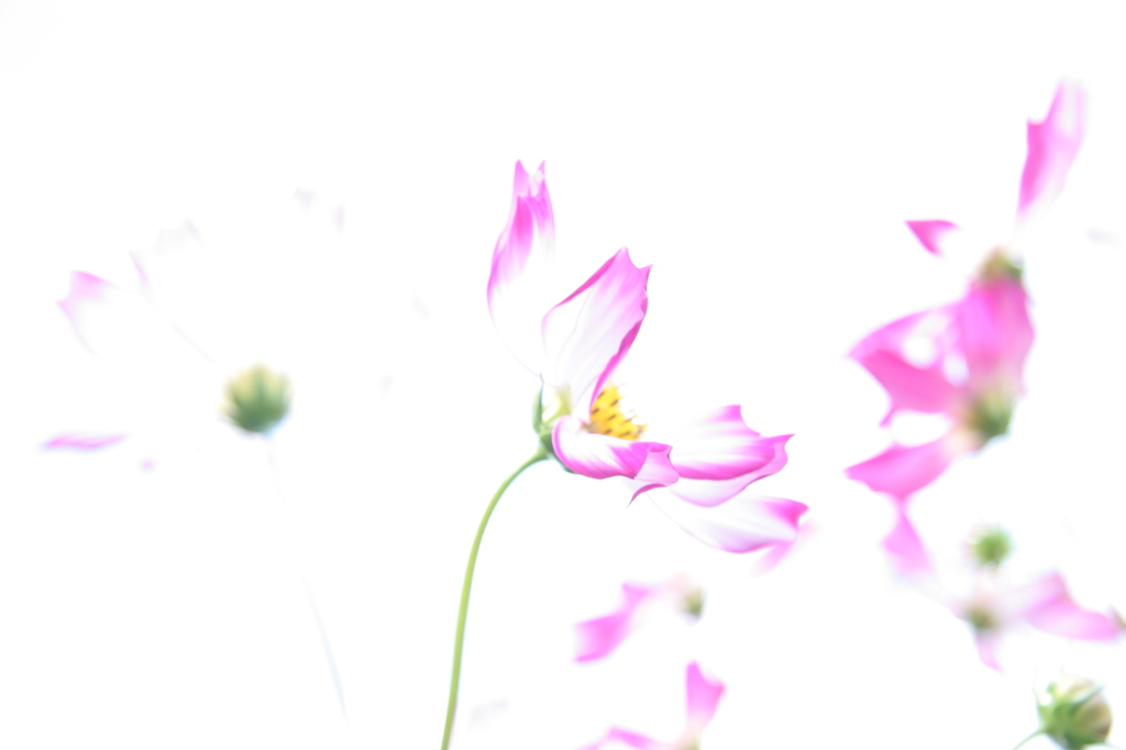 秋桜