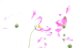 秋桜