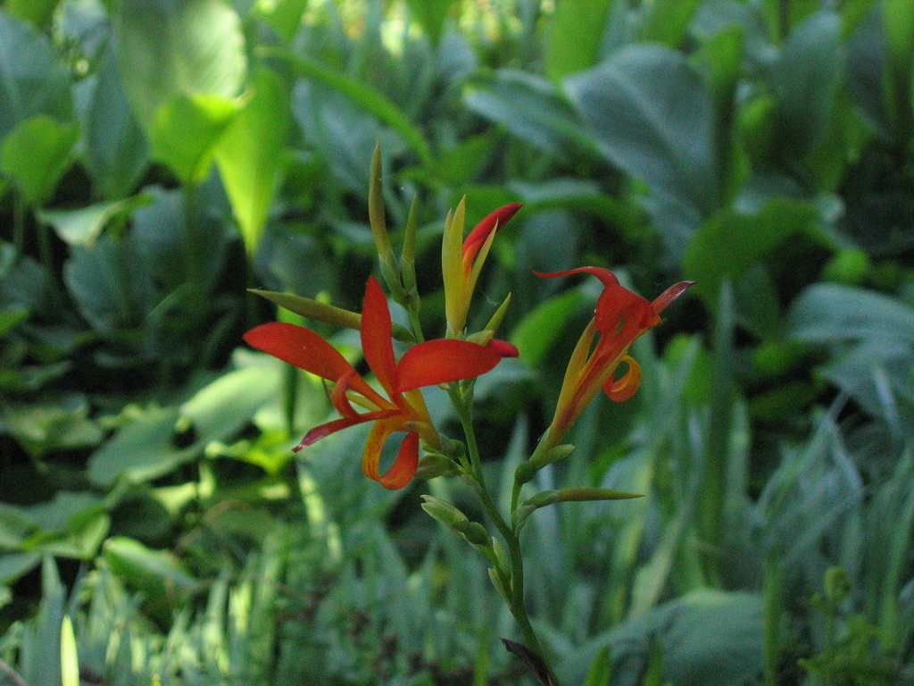 赤い花