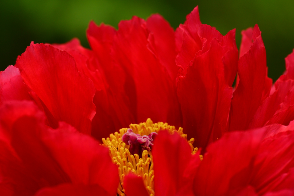 芍薬