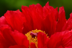 芍薬