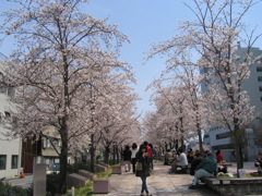 桜より、こっちが気になる