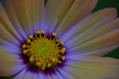 cosmos