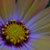 cosmos