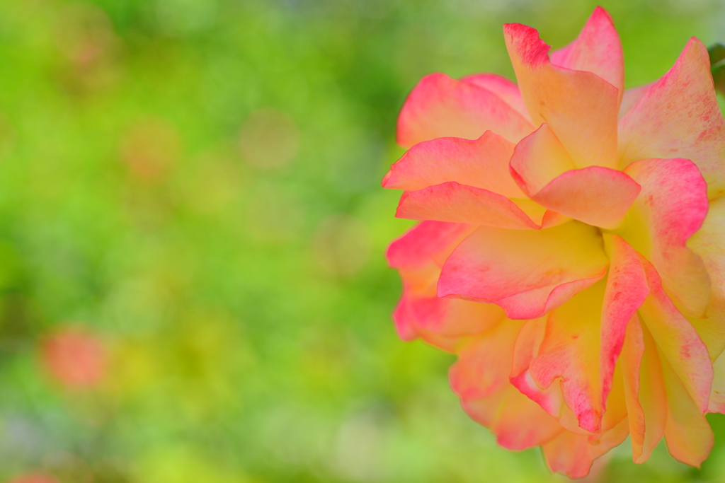 Rose Pink&Yellow