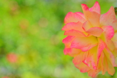 Rose Pink&Yellow