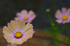 ｃｏｓｍｏｓ