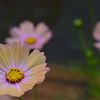 ｃｏｓｍｏｓ