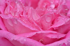 薔薇　ピンク
