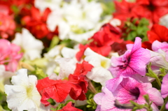 花々