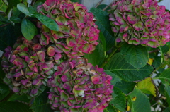 遅咲きの紫陽花