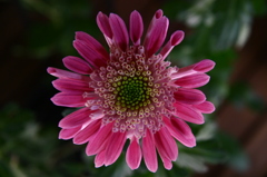 菊