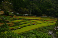 棚田の秋