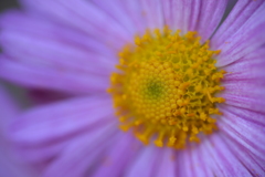 小菊