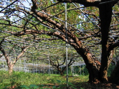 果樹園